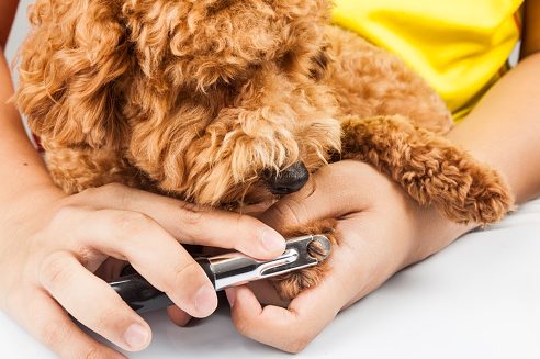 Trimming a dog's nails.