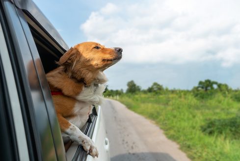 dog friendly hotels | final destination | seat belt  | pet friendly
