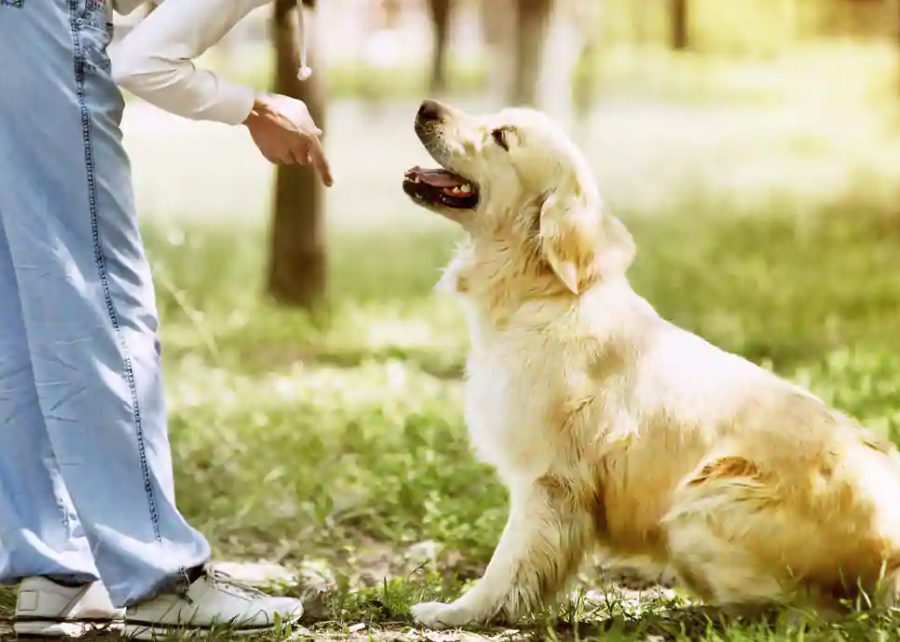 Dog sitting in front of a man.