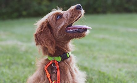 Dog wearing a collar