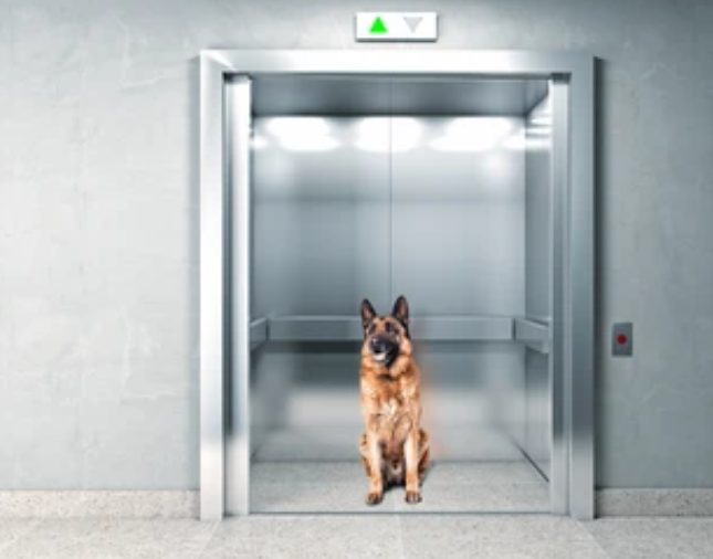 safety Dog tips for riding elevators | pet elevator