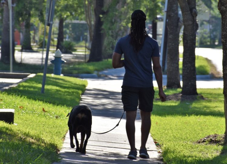 prevent dog from heat stroke | dog owner | dogs love | safety concerns
