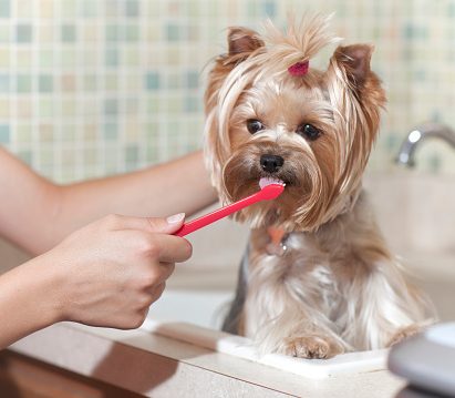 dog's teeth: finger toothbrush | doggy toothbrush