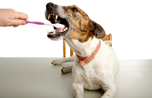 teeth cleaning | dental care | dog's teeth | brushing your dog's teeth | dental treats