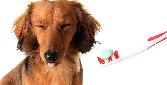 dental cleaning | periodontal disease | finger brush | dog's oral health | dog specific toothpaste
