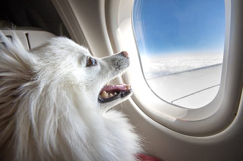 tips for flying with a dog
