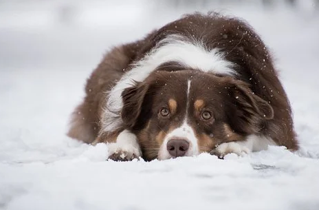 australian shepherd | dog house |