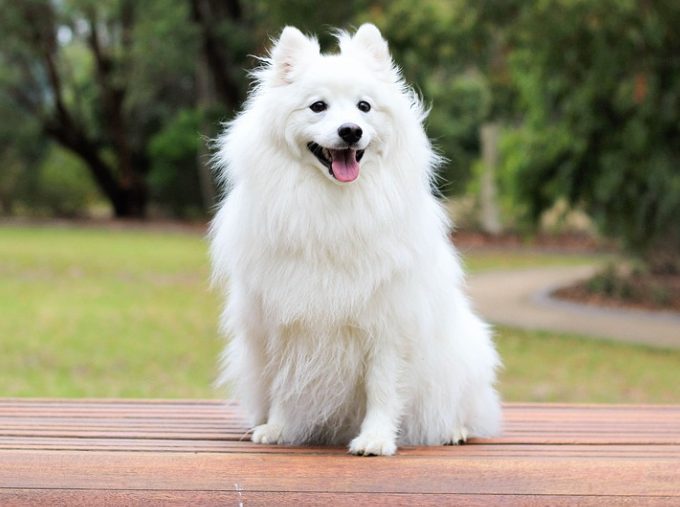 dog's nails 
