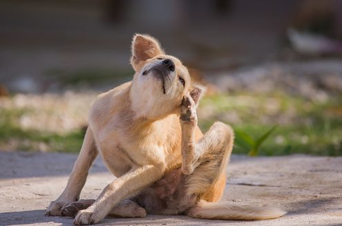 pet allergy | pet allergy symptoms | allergic rhinitis | new dog |