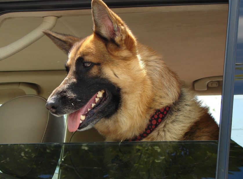 service dogs | long trip | car window | back seat | live animal | dog's health | TIPS FOR TRAVELING WITH DOGS