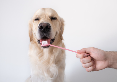 dog teeth -daily brushing
