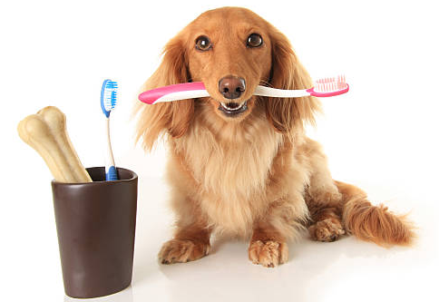 brushing dogs teeth