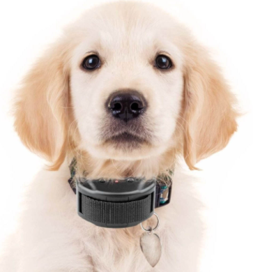 e collar
