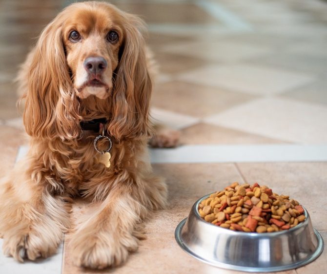 dog food tips for flying with a dog