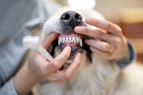 pet parents