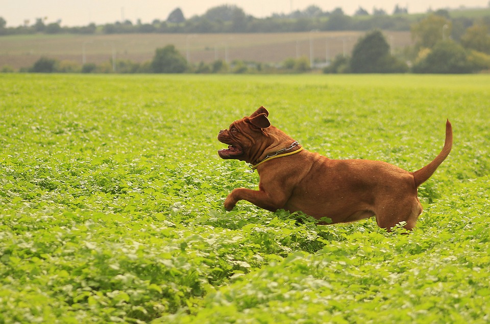 A dog running in the field.