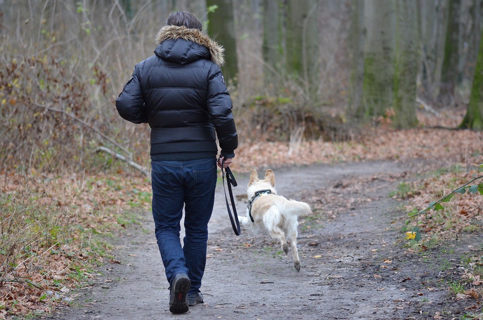 Teach Your Dog to Walk On a Leash