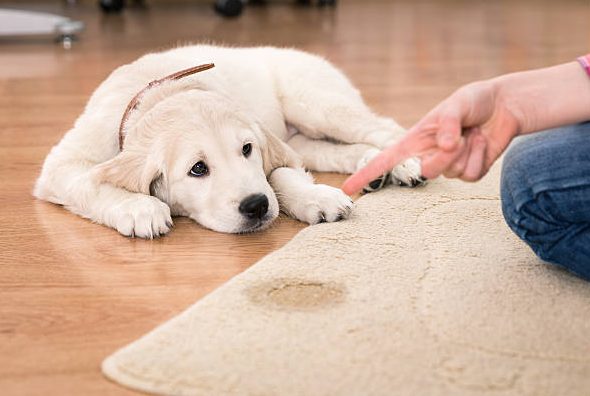 dog training | dog trainer | basic commands | dog obedience