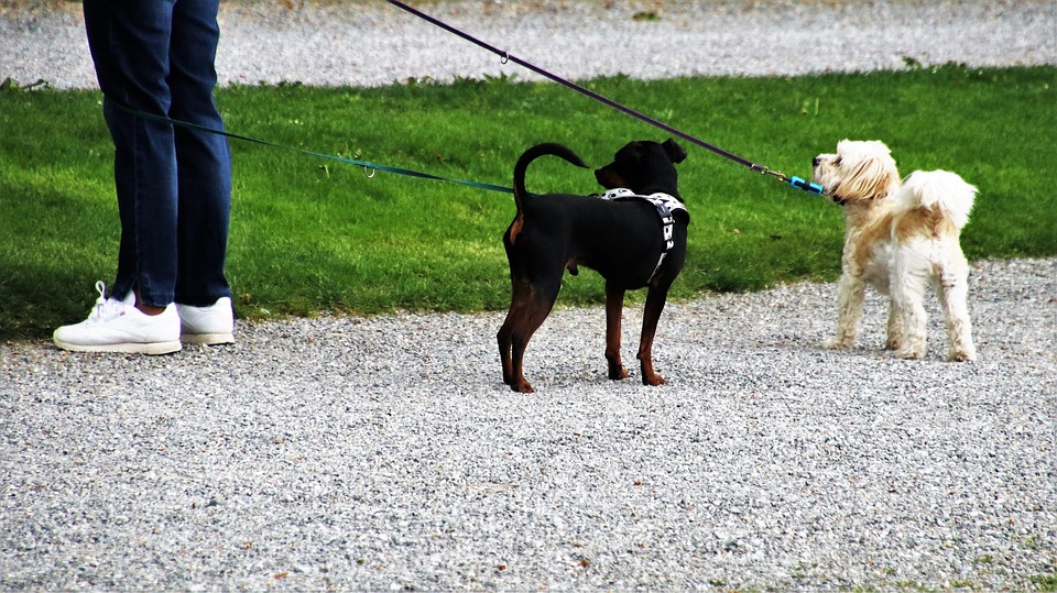 Two dogs walking on a leash | dog's leash | dog trainer | training your dog