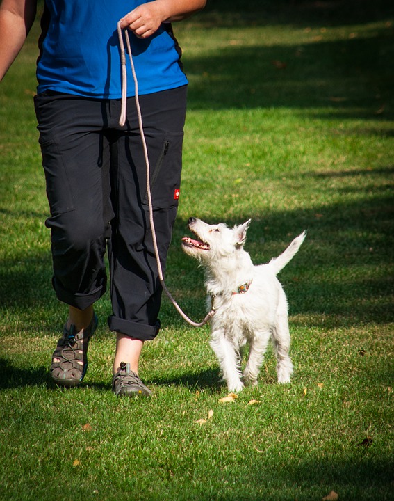 How to train your dog to walk on a leash.