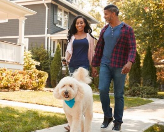 How to Train Your Dog to Walk On a Leash