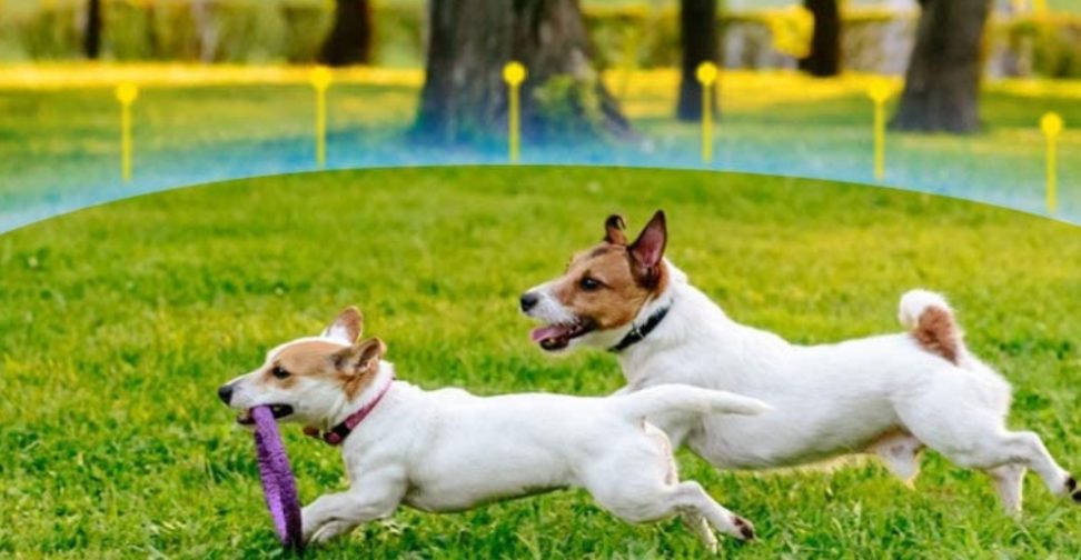 training your dog
