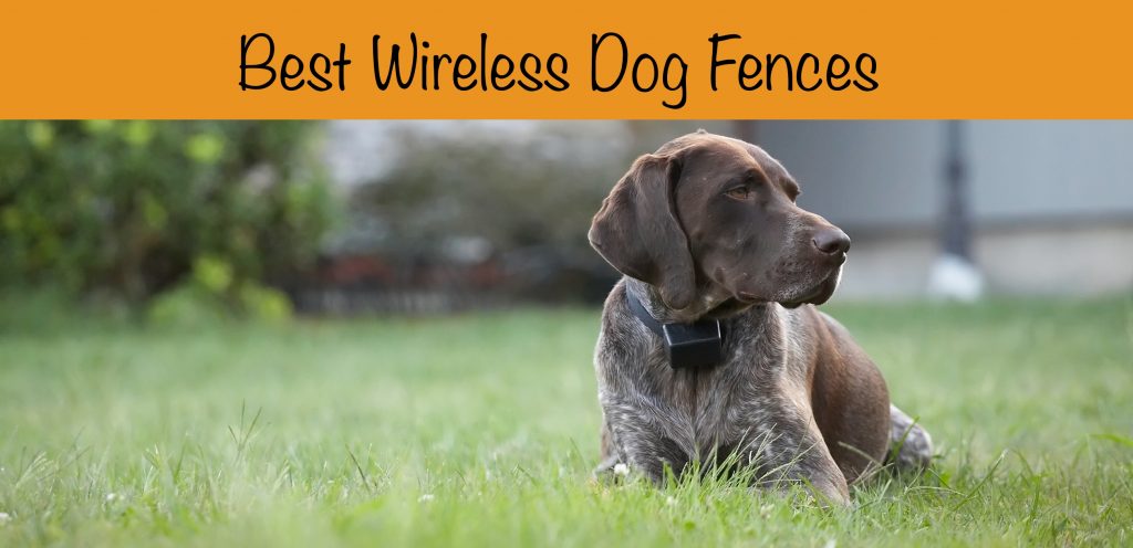Dog on green lawn wearing invisible fence collar.