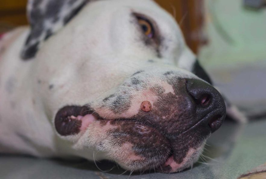 Virus Papilloma in Canine