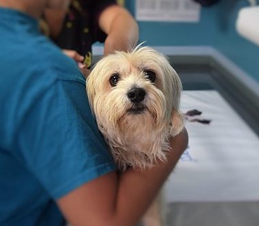 pet's lifestyle | licensed veterinarian | veterinary questions for dogs