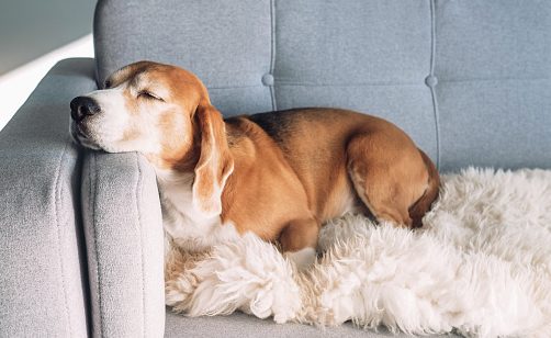behavioral issues | most frequently asked questions | Taking your dog to the vet | weight gain