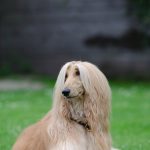 Afghan Hound.