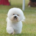 Bichon Frise.