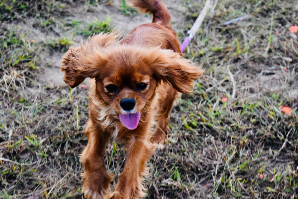Dog running on muddy grass.