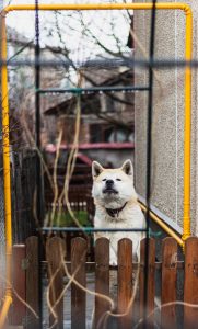 Dog looking over wooden fence.