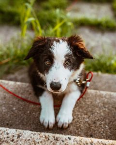 Dog with red leash.