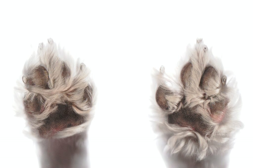 How to trim dog paw hair. 