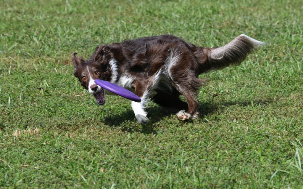 Dog catching a frisbee.