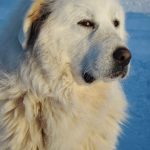 The Great Pyrenees.