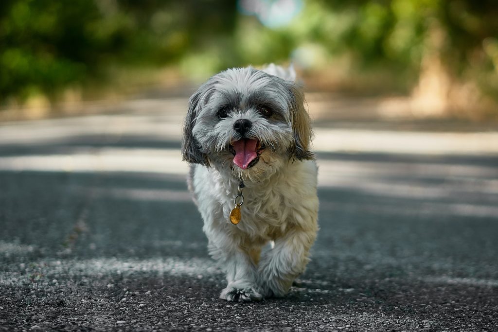 Happy Shih Tzu.