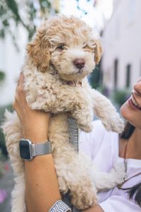 Holding a Goldendoodle puppy.