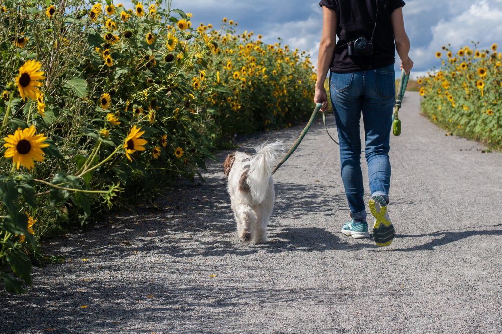 Person and dog walking by sunflowers.