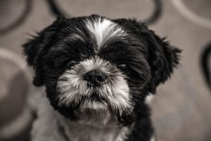 Shih Tzu with short coat.