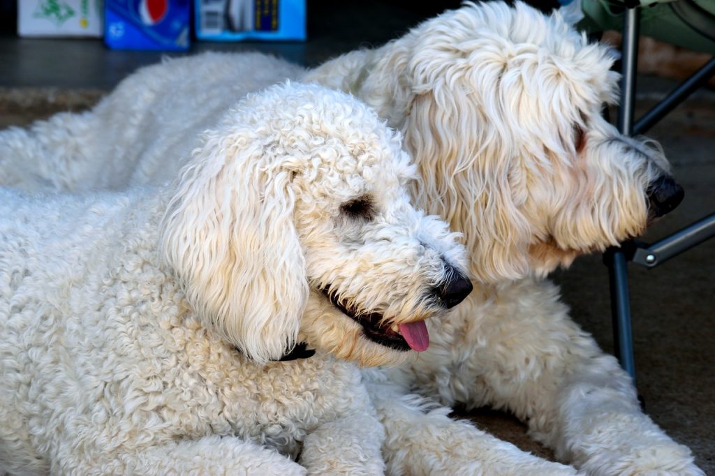 Two Goldendoodles.