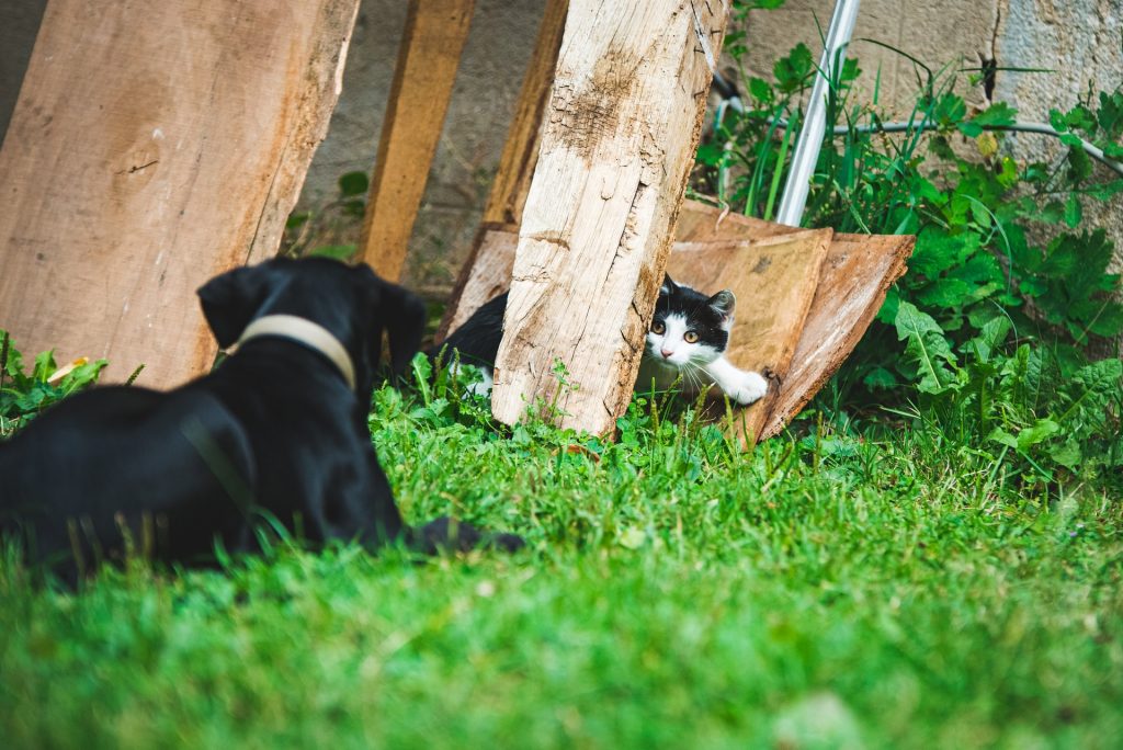 Dog looking at a cat.