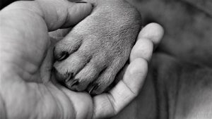 Person holding dog's paw.