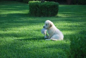 Puppy playing at a green lawn.