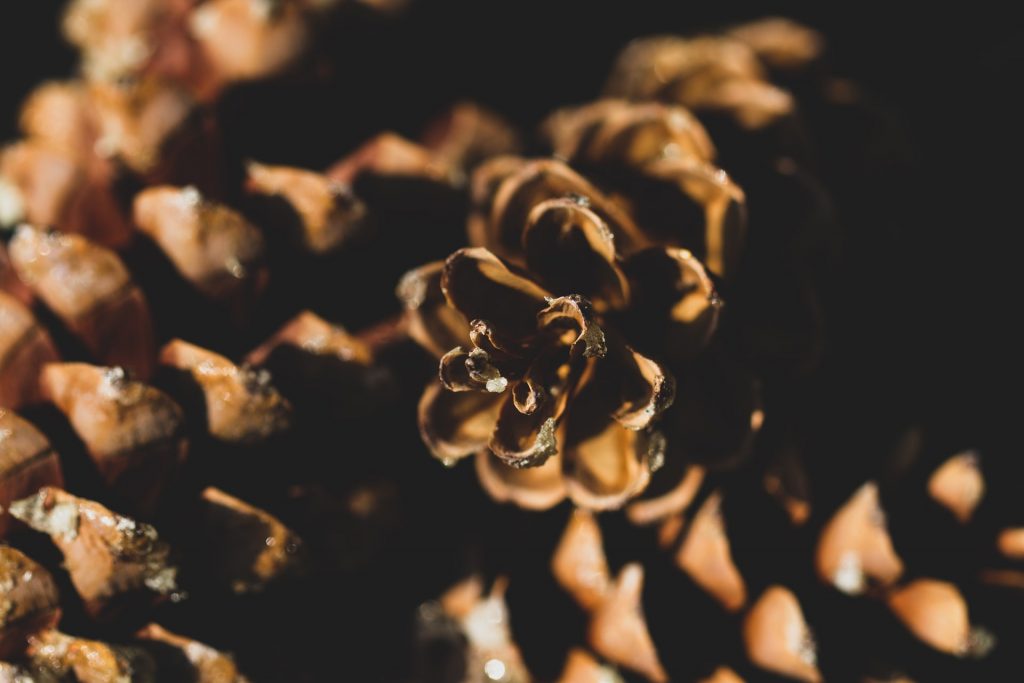 Pine tree sap.