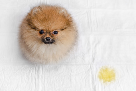 puppy or adult dog | potty train a puppy |