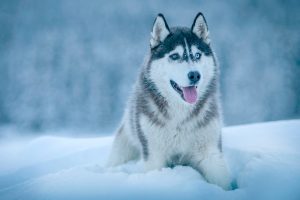 Alaska Malamute out in the snow.