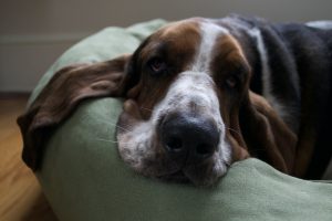 Basset Hound on bed.